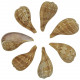 Coquillages ficus subintermedia - 5 à 7 cm - Lot de 5