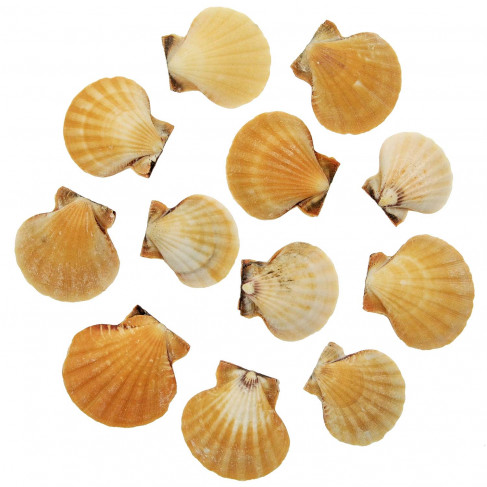 Coquillages pecten vexillium oranges entiers