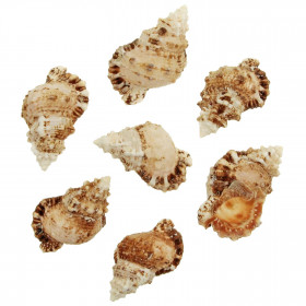 Coquillages bursa rubeta - 7 à 9 cm - Lot de 3