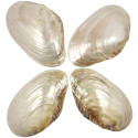 Coquillage mussel nacré