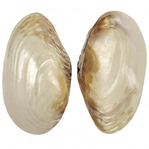 Coquillage mussel nacré