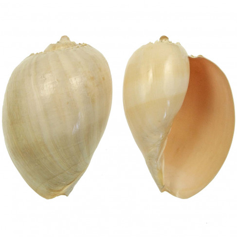 Coquillage voluta melo diadema poli