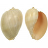 Coquillage voluta melo diadema poli