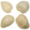 Coquillage voluta melo diadema poli