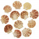 Coquillages pecten macarensis entiers - 5 à 6 cm - lot de 5