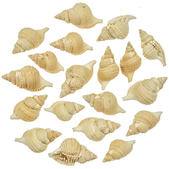 Coquillages distorsio reticulata - 4 à 7 cm - Lot de 5