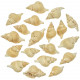 Coquillages distorsio reticulata - 4 à 7 cm - Lot de 5