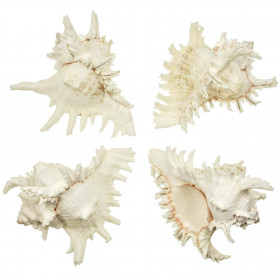 Coquillage murex ramosus