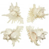 Coquillage murex ramosus
