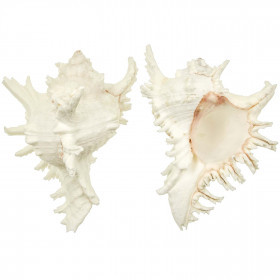 Coquillage murex ramosus