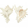 Coquillage murex ramosus