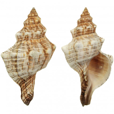 Coquillage fasciolaria trapezium