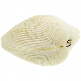 Coquillages cardium blancs entiers - 6 à 8 cm - Lot de 2
