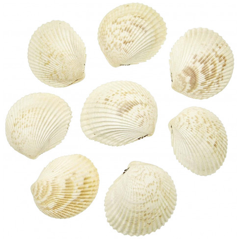 Coquillages cardium blancs entiers - 6 à 8 cm - Lot de 2