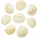 Coquillages cardium blancs entiers - 6 à 8 cm - Lot de 2