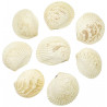Coquillages cardium blancs entiers - 6 à 8 cm - Lot de 2