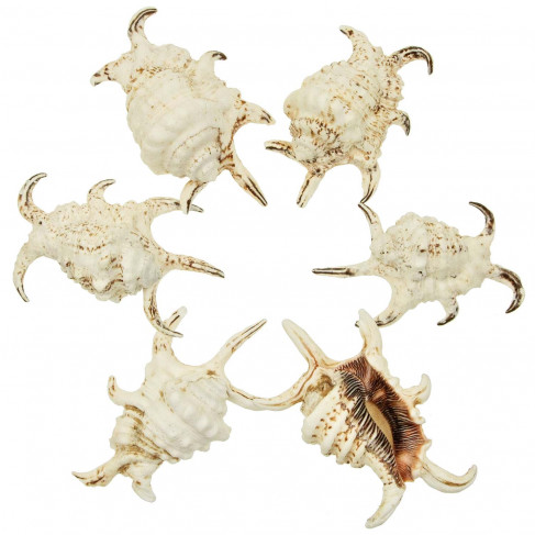 Coquillages lambis arthritica - 11 à 13 cm - Lot de 2