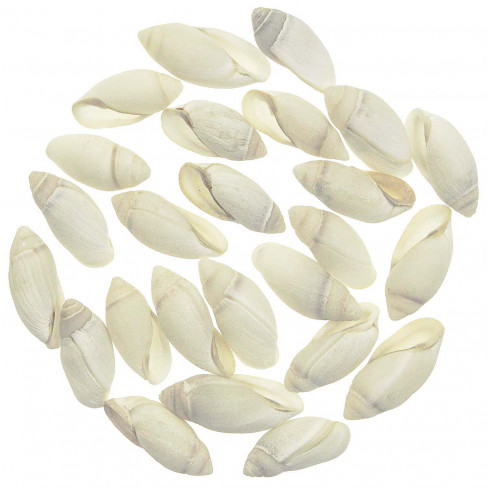 Coquillage ellobium aurisjudae