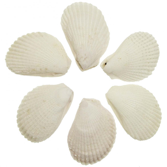 Coquillages lima lima entiers - 9 à 11 cm - Lot de 2