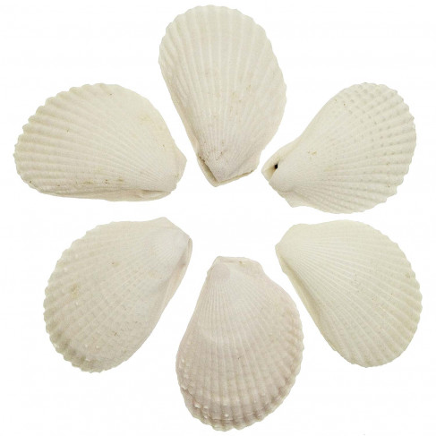 Coquillages lima lima entiers - 9 à 11 cm - Lot de 2