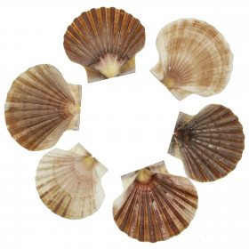 Coquillage pecten vogdesi plat - 7 à 10 cm - lot de 2