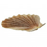 Coquillage pecten vogdesi plat - 7 à 10 cm - lot de 2
