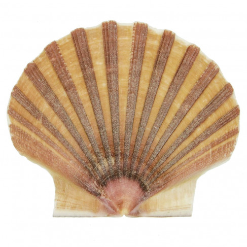 Coquillage pecten vogdesi plat - 7 à 10 cm - lot de 2