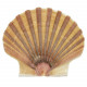 Coquillage pecten vogdesi plat - 7 à 10 cm - lot de 2