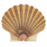 Coquillage pecten vogdesi plat - 7 à 10 cm - lot de 2