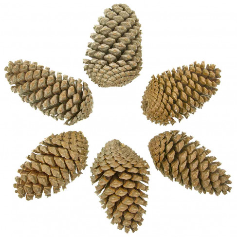 Grosses pommes de pin maritime - Lot de 5