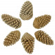 Grosses pommes de pin maritime - Lot de 5