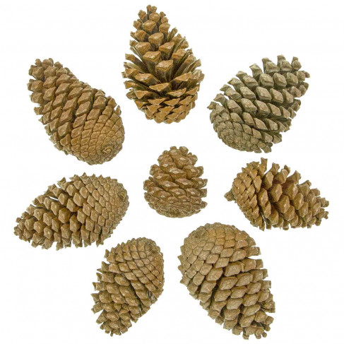 Pommes de pin maritime - Lot de 10