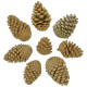 Pommes de pin maritime - Lot de 10