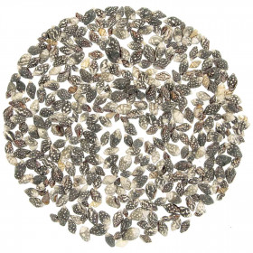 Coquillages nassarius columbella +/- 1 cm - 100 grammes
