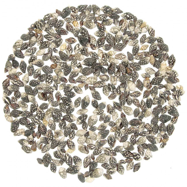 Coquillages nassarius columbella +/- 1 cm - 100 grammes