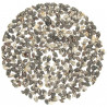 Coquillages nassarius columbella +/- 1 cm - 100 grammes