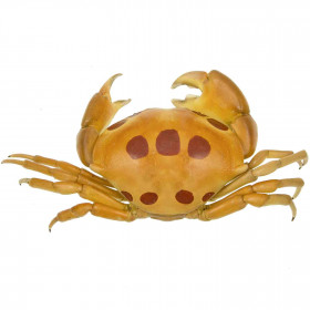 Crabe à pois rouge carpilius naturalisé
