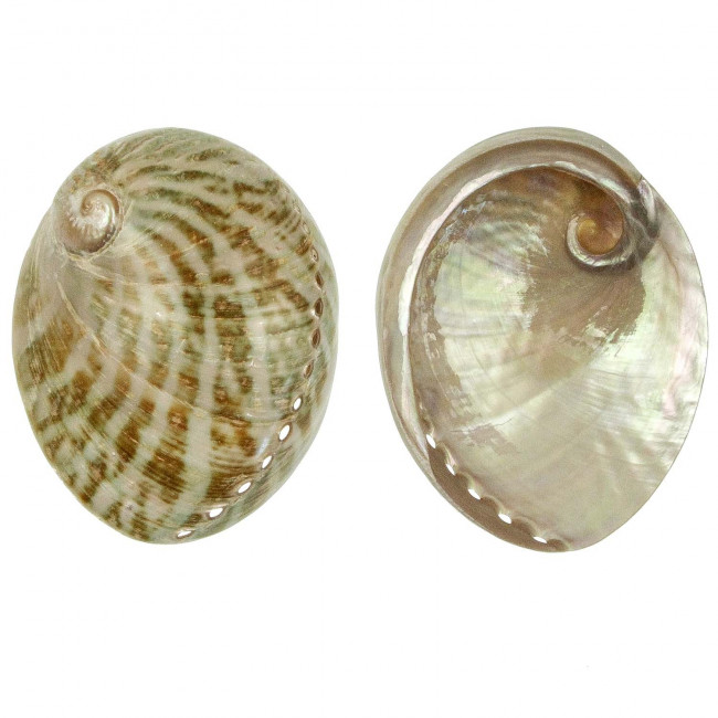 Coquillage haliotis laevigata vert nacré