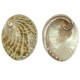Coquillage haliotis laevigata vert nacré