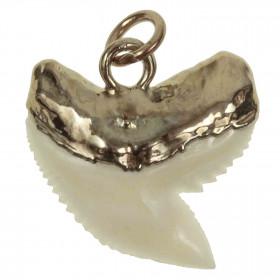 Pendentif dent de requin tigre monture dorée