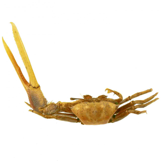 Crabe violoniste