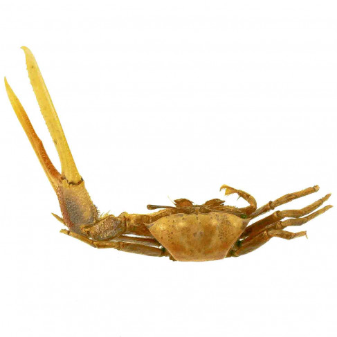 Crabe violoniste