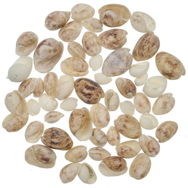 Coquillages bulla ampulla - 1.5 à 3 cm - 100 grammes