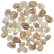 Coquillages bulla ampulla - 1.5 à 3 cm - 100 grammes