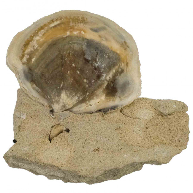 Coquillage bivalve fossile sur gangue - 8 cm