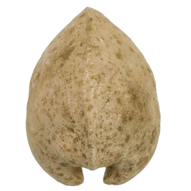 Porambonite fossile - 7 cm