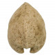 Porambonite fossile - 7 cm