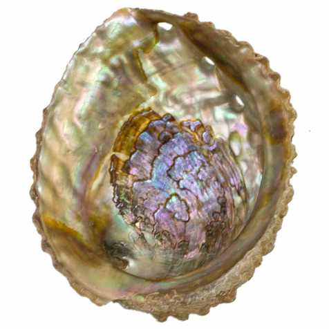 Coquillage haliotis abalone fossile - 14 cm