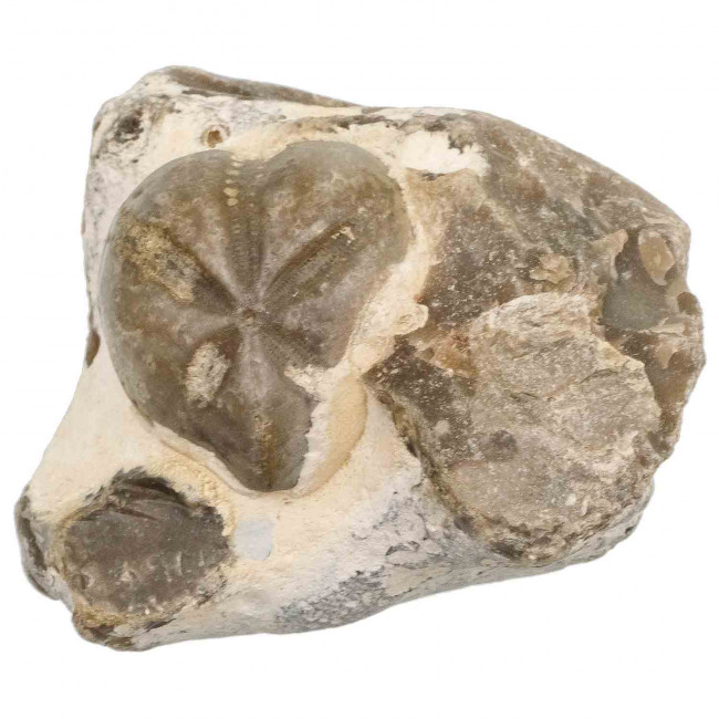 Oursin fossile sur gangue - 9.5 cm