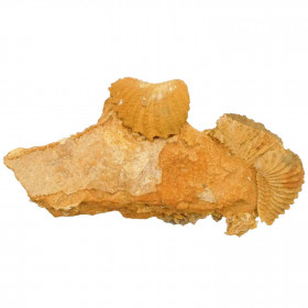 Coquillages bivalves fossiles sur gangue - 14 cm